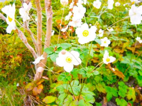 東北 植物|東北地方の花図鑑